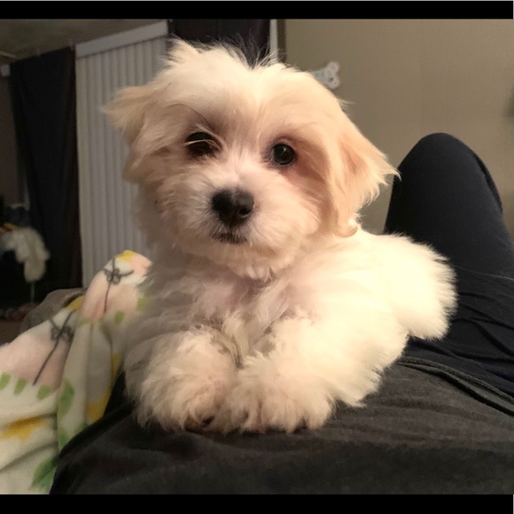 🙏❤️FINALLY a Healthy LITTLE boy! Thanks All!❤️🙏 - Picture 13 of 16